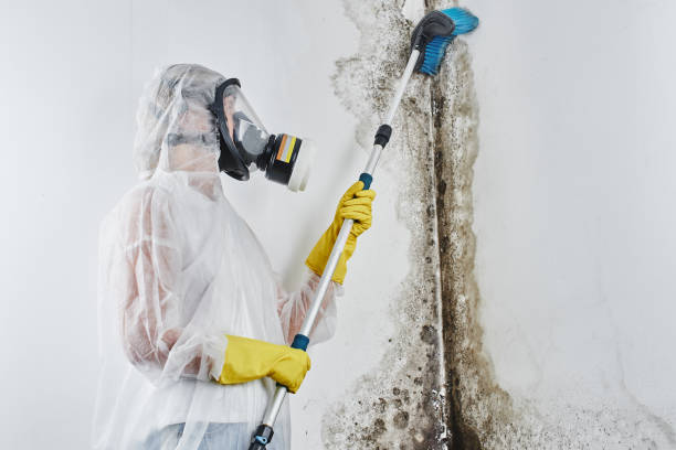 Best Attic Mold Removal  in Lac Du Flambeau, WI
