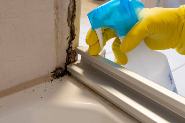 Best Local Mold Removal Service  in Lac Du Flambeau, WI