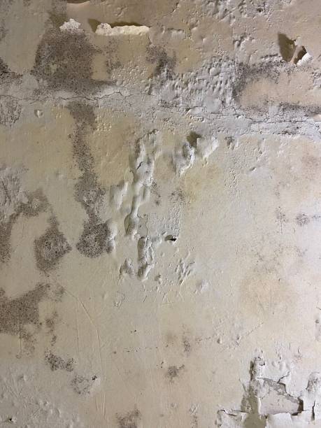Crawl Space Mold Removal in Lac Du Flambeau, WI