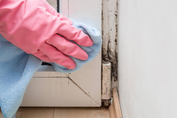 Best Black Mold Removal  in Lac Du Flambeau, WI