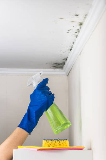 Best Mold Removal Company Near Me  in Lac Du Flambeau, WI