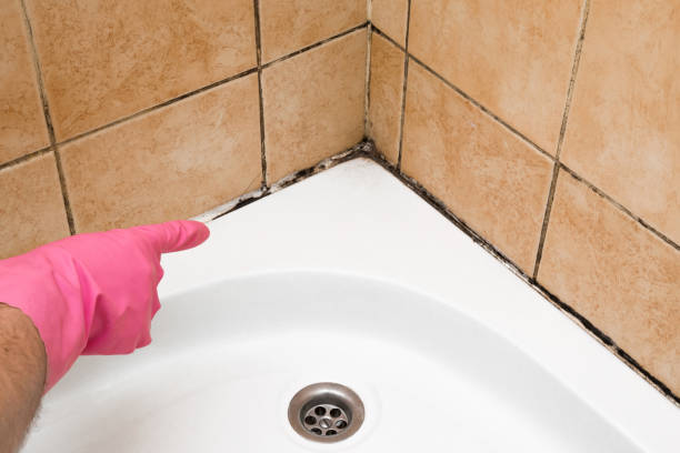 Best Toxic Mold Removal  in Lac Du Flambeau, WI